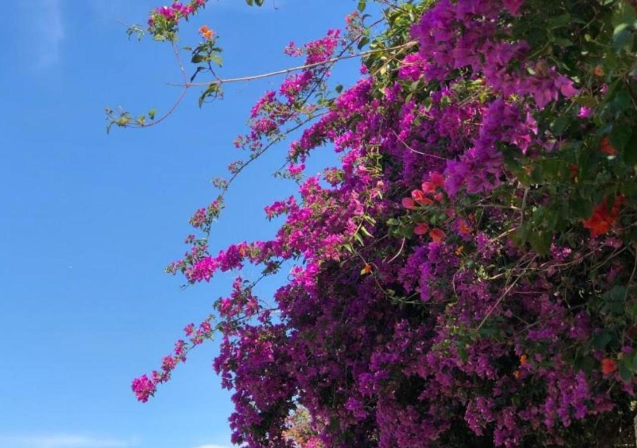 Pousada Halliny do Rosa Praia do Rosa Exterior foto